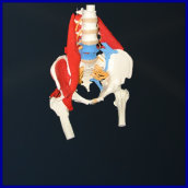lumbar,lumbar model,vertebral model,vertebral column