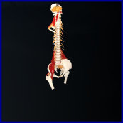 vertebral model,vertebral column