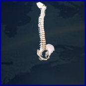 vertebral model,vertebral column