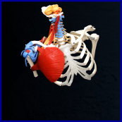 skeleton model,torso model,heart model