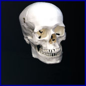 human skull,skull,skull model
