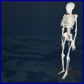 skeleton,skeleton model